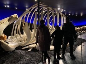 One of many whale skeletons in Húsavík Whale Museum