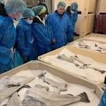 Classifying the quality of the salted cod product