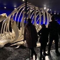 One of many whale skeletons in Húsavík Whale Museum