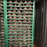 Drying the fish between 18 and 20 degrees