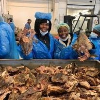 Examining the dried cod