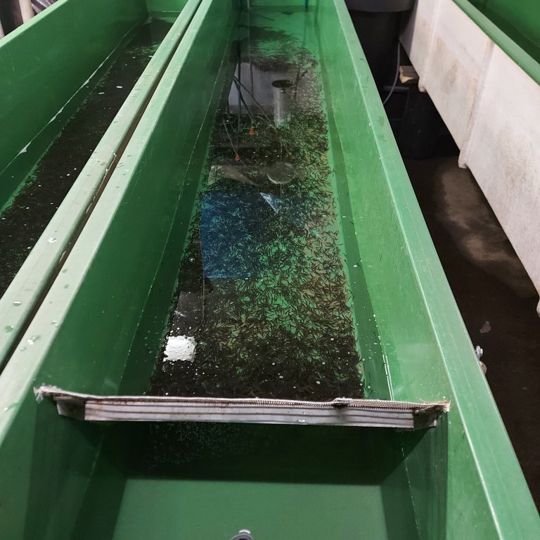 Breeding tanks for Arctic char