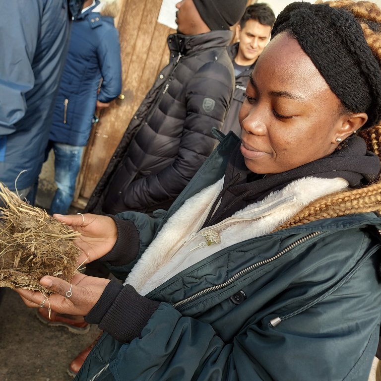 Examining the sheep dung