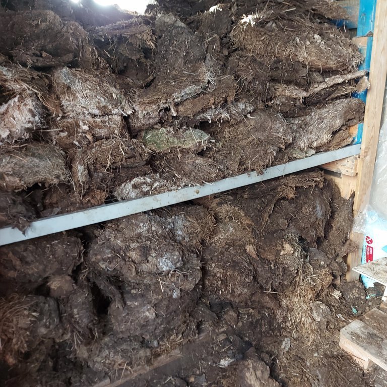 Sheep dung