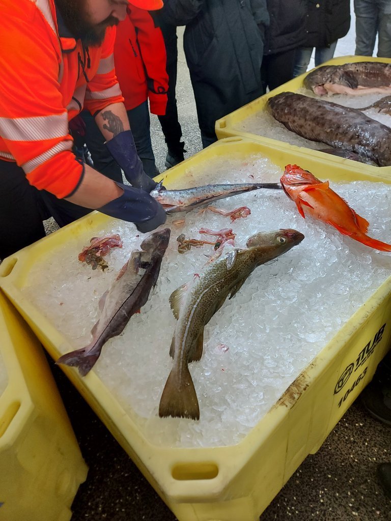 Gutting the fish 