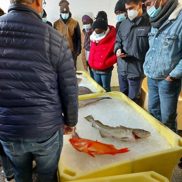 Selection of marketed fish for identification