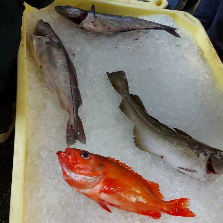 Examples of fish