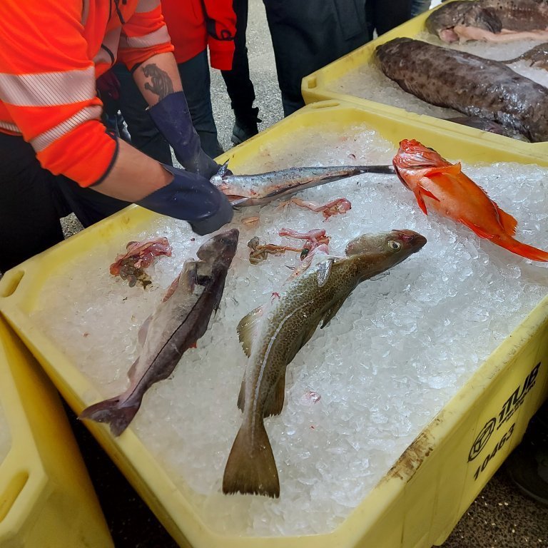 Gutting the fish