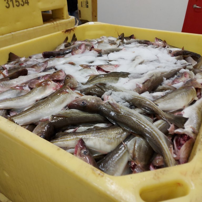 Fish waiting to be auctioned