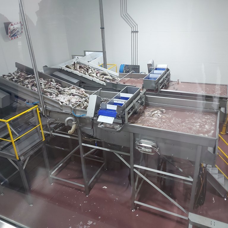Fish go through cleaning and continue on the processing line