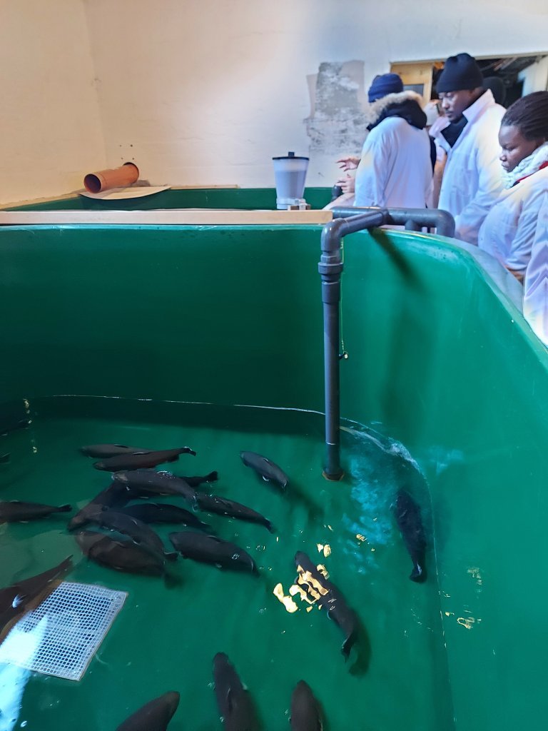 The Arctic Char broodstock facility 