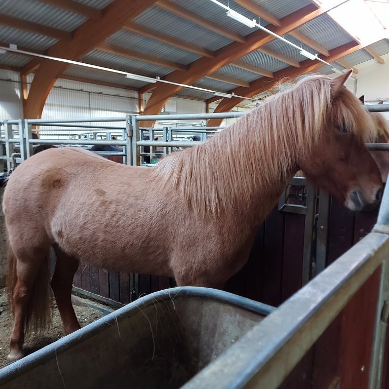 The Equine studies centre