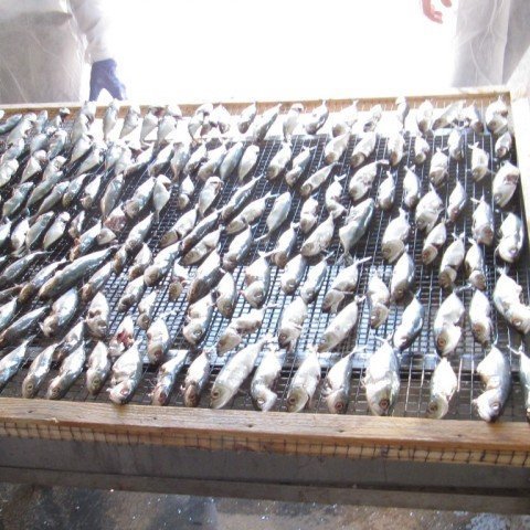 practicals-11-sardine
