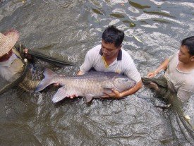 Second regional training course on broodstock management, October 10-17