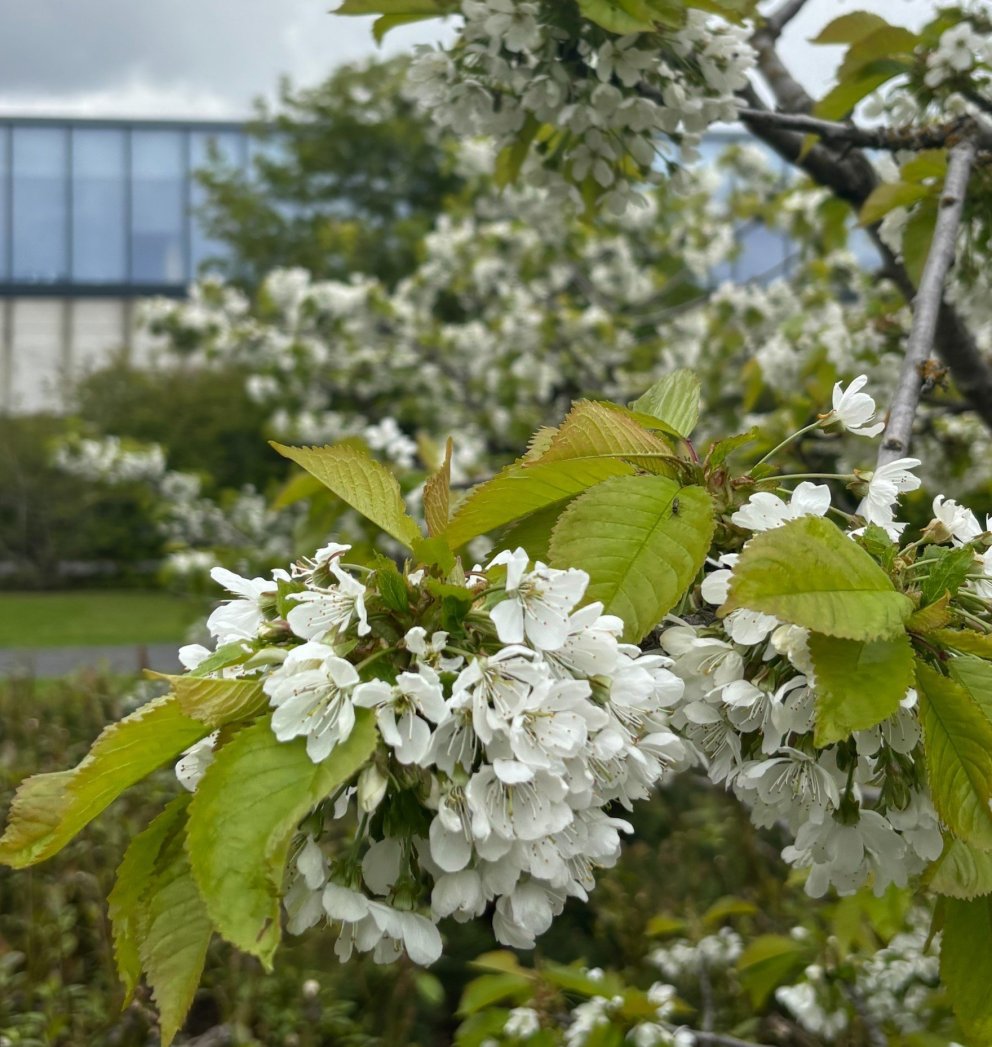 Cherry blossoms in bloom on the University of Iceland campus in summer 2026.