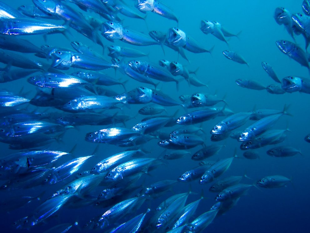 SDG 14: Data for sustainable fisheries management