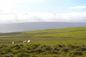 New paper on sheep grazing and land degradation of Icelandic ecosystems