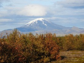 Woodland restoration in Iceland