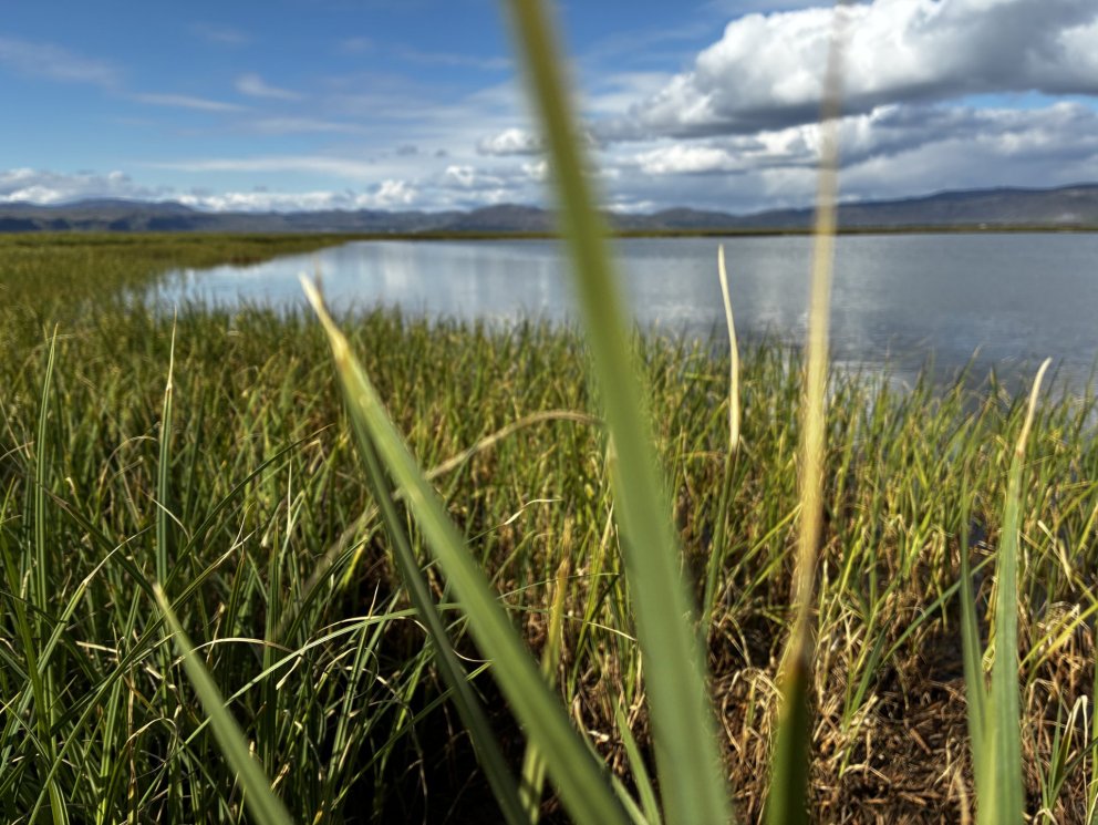 Wetland Restoration Field Day in South Iceland with Professor Hlynur Óskarsson
