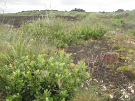 Revegetation of eroded lands is important in climate mitigation: UN climate summit in Copenhagen 200…