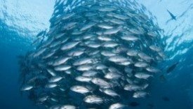 Stock assessment and fishing gear technology: Presentations of fellows' final projects