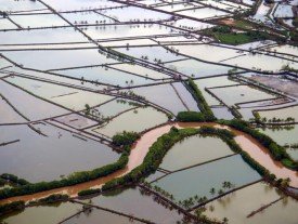 Sustainable aquaculture: Presentation of fellows' final projects