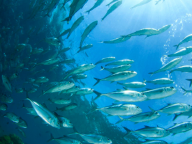 Ray Hilborn: Status of Fish Stocks