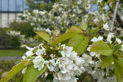 Cherry blossoms in bloom on the University of Iceland campus in summer 2026.