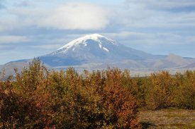 Woodland restoration in Iceland