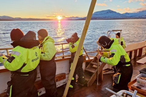 Fellows watching humpback whales in Eyjafjordur. Photo: Magnús Víðisson